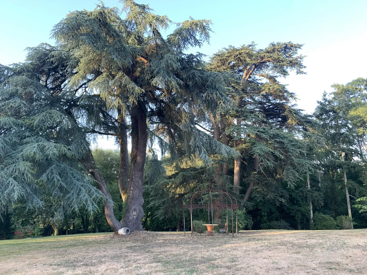 Cèdre centenaire et kiosque dans le parc du château