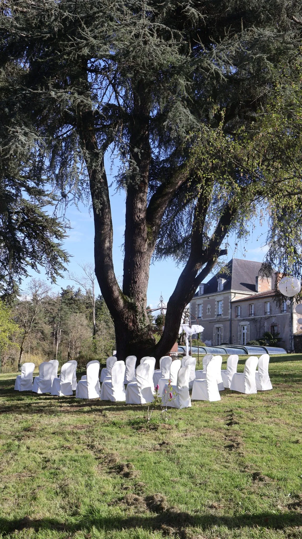 Chaises de cérémonie sous un cèdre centenaire du parc