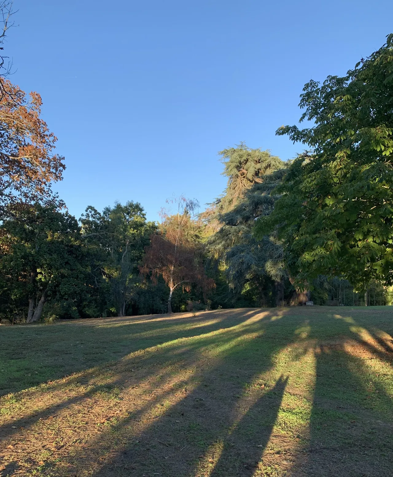 Pelouse du parc baignée de lumière en fin de journée