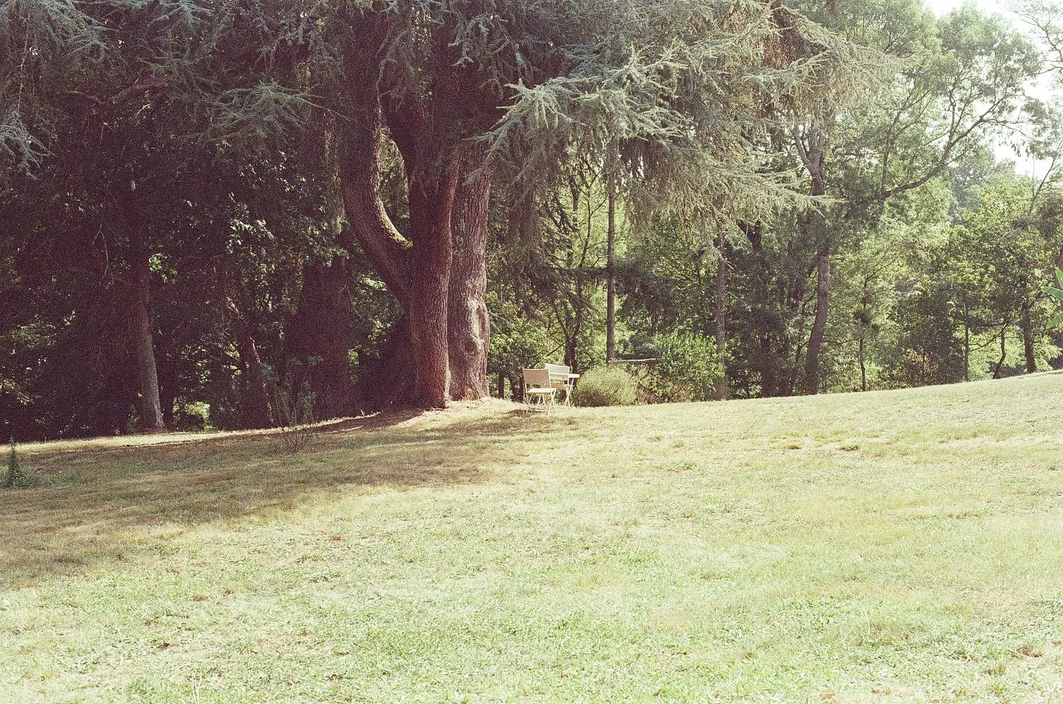 Pelouse et grands arbres du parc du Château de la Bidière